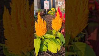 Fall flowers  celosia plumosa  garden Flowers satisfying shorts nature [upl. by Iran]