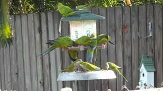 Wild Parrots in Florida [upl. by Pren]