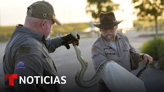 Termina la temporada de caza de pitones birmanas en los Everglades de Florida  Noticias Telemundo [upl. by Akeinahs]