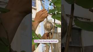 Super Root Cutting Propagation Skill satisfying HappyFarm85 [upl. by Waring]