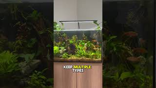 Do you think this tank is overstocked aquarium fishtank [upl. by Jaal]