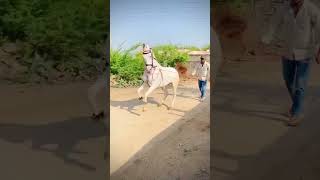 Stalion Lal Ablak horse kathiyavwadhorse horselover kathewarihorse horseriding kathiyawadihors [upl. by Gignac]