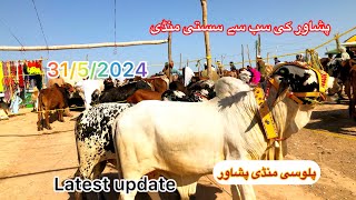 Palosi Maweshi mandi Peshawar 2024  3152024  mandi ma janwar🐮 bhot zaida kaleemullahvlogs [upl. by Adnofal]