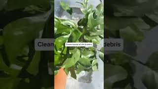 One last ‘dip’ before winter ❄️ plants houseplants plantcare planttips fyp shortsviral [upl. by Annad]