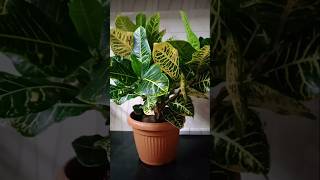 Your garden croton croton collection [upl. by Petulia]