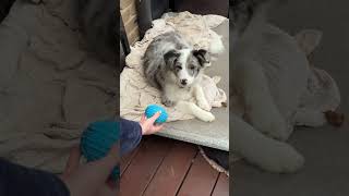 Adorable Blue Merle puppy struggles to catch the ball [upl. by Nolahc]