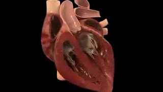 Beating Heart Animation [upl. by Murton83]