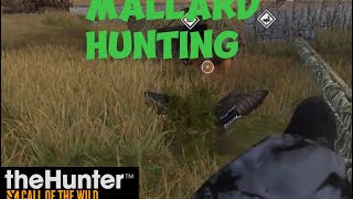 Mallard Hunting in theHunter COTW [upl. by Eidok]