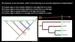 How to read Phylogenetic Tree Diagrams [upl. by Knut]