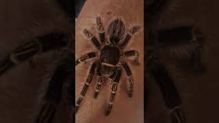 Grammostola pulchripes female photography photo fotografia handling [upl. by Revert]