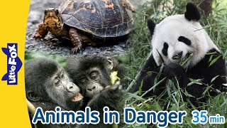 Animals in Danger  giant panda monarch butterfly mountain gorilla and more  Endangered Species [upl. by Hakaber]