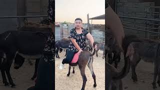 A big girl rides a donkey for the first time [upl. by Monteria]