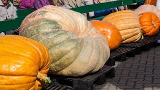 Gigantischen KürbisseGiant PumpkinZucca Gigante Grmany [upl. by Janina]