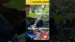 Gympie Gympie sucide plant shorts viral nature facts animals youtubeshorts youtube ytshorts [upl. by Kingsley]