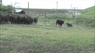 bouvier herding cattle [upl. by Karoline109]