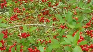 Beautiful wild female yaupon holly loaded with red berries [upl. by Senga]