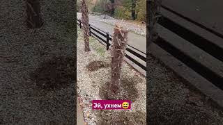 Корчуем пальму грамотно 😇 сочи nature пальмы растения садлайфхаки трудкрут настроение palm [upl. by Howlend]