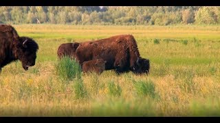 Alaska Wood Bison Reintroduction Habitat [upl. by Natsirhc]