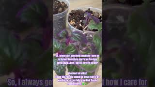 Purple PassionVelvet houseplants plantparent plants trailingplants indoorplants plantlife [upl. by Sesiom]