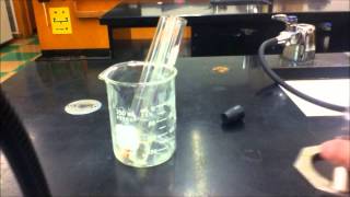 Decomposition of Hydrogen Peroxide with Liver [upl. by Polloch]