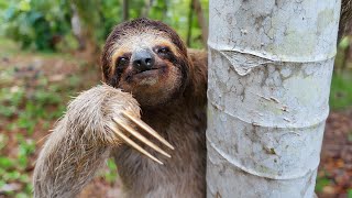 Sloth Facts Surprising Facts And Mysteries About Sloths [upl. by Eekcaj]