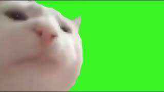 Official cat vibing greenscreen perfect loop [upl. by Serge]