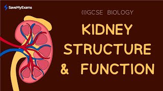 How Kidneys Work in 4 Minutes  Function amp Structure  IGCSE amp GCSE Biology Revision 2024 [upl. by Nattie]