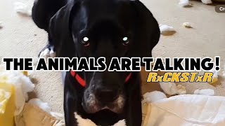 These Animals Are Really Talking Vol 3  RxCKSTxR Comedy Voiceovers [upl. by Paule208]