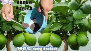 La Mejor Receta para el limonero MILES de limónes con este Abonó casero orgánico [upl. by Otrevire]