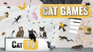 Cat Games  Ultimate Cat TV Compilation Vol 14  2 HOURS 🐱📺🐇🕷️🏀🎣🎈🦜🐜🐭🧵🐝🐞🦋🦎 [upl. by Llamaj317]