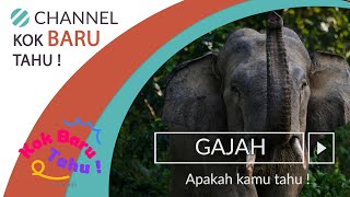 Beberapa Manfaat dan Info dari Raksasa ini GAJAH [upl. by Noyr]