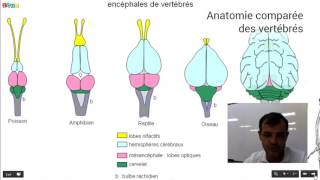 Allopatrische sympatrische und parapatrische Artbildung Biologie Evolution Oberstufe [upl. by Llenod]