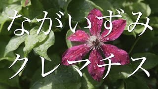 生産量全国一位！ながいずみ クレマチス コレクション Town of Clematis [upl. by Elocin]