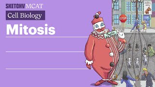 Mitosis Cell Division amp Stages Explained Full Lesson  Sketchy MCAT [upl. by Nylyak246]