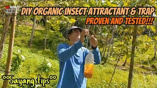 Vlog 106 DIY Insect Attractant amp Trap  Tested and Proven Effective  SAYANG TIPS organicfarming [upl. by Lalo]