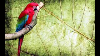 O Canto da Arara vermelha Ara chloropterus  Redandgreen Macaw [upl. by Dewitt]