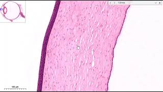 Histología del ojo [upl. by Anelat]