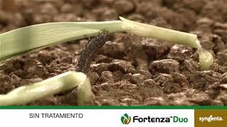 Syngenta México  Dile adiós al Gusano Cogollero con Fortenza Duo [upl. by Vinny]