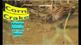 Corn Crake facts 🦆 Corncrake 🦆 Landrail 🦆 [upl. by Nevlin]