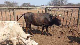 Cattle Efficiency and the Ball Nguni Stress Test TT BALL NGUNI [upl. by Aciretehs]