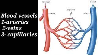 blood vessels arteriesveins part1 quotتشريح الاوعية الدمويه quot [upl. by Derk]