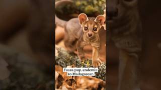 Fossa  Eupleridae  Largest carnivore and top predator of Madagascar shorts [upl. by Ahsetal]