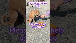 Bechari do pairowali doggy dogs puppies kuttewalebabaji [upl. by Vinni]