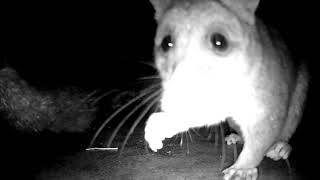 POSSUMS ON OUR ROOF ADELAIDE SOUTH AUSTRALIA [upl. by Jaal]