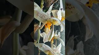 Stanhopea oculata 24 orchid [upl. by Rina265]