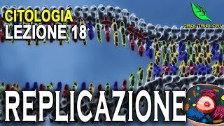 La REPLICAZIONE del DNA Citologia Lezione 18 [upl. by Airdnaz]