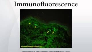 Immunofluorescence [upl. by Eicram]