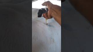 injection animalsanimals poor cow farming treatment buffalo samanyoutubeshorts viral [upl. by Onifur648]