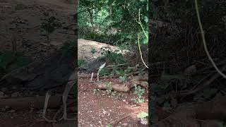 Peahen peahenssound peacock jungle nature [upl. by Nibroc]