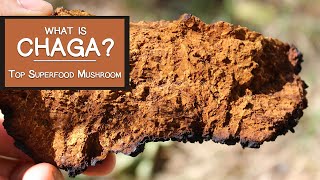 What is Chaga Learn Why Its a Top Superfood Mushroom [upl. by Ungley]